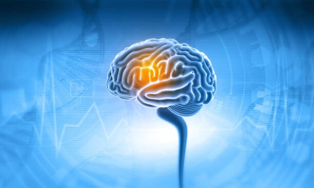 brain